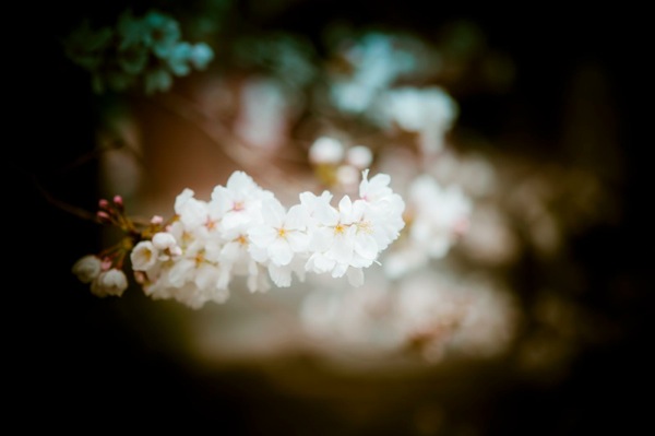 sakura_cherry blossom