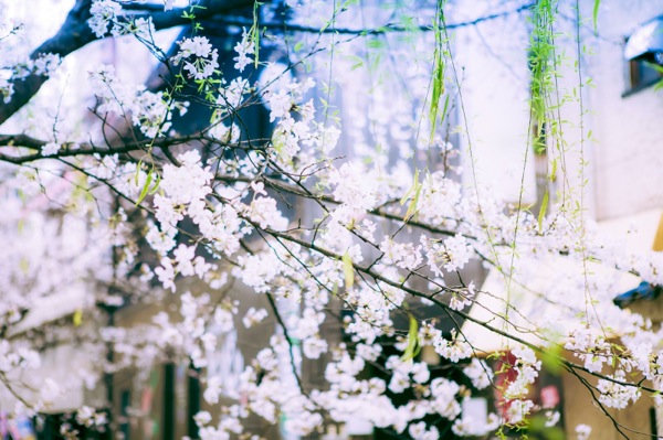 sakura_cherry blossom