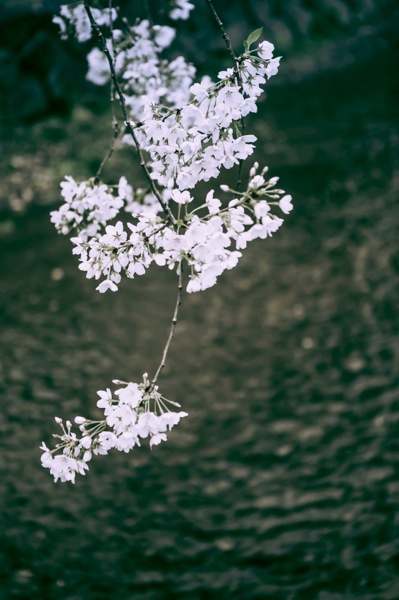 sakura_cherry blossom