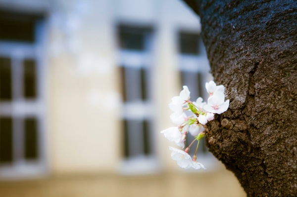 sakura_cherry blossom