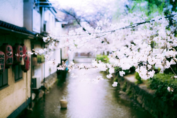 sakura_cherry blossom