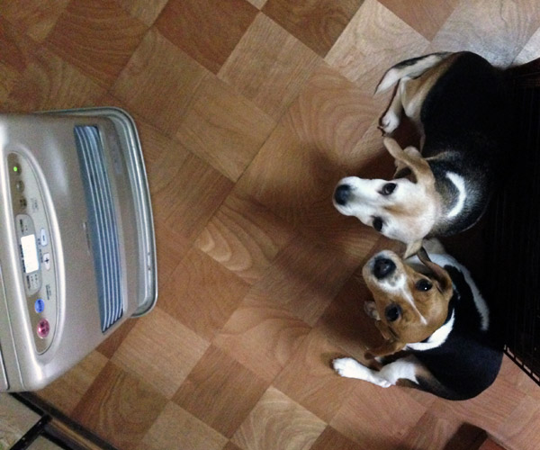 Japanese Colorful Kawaii ... Kerosene Cans