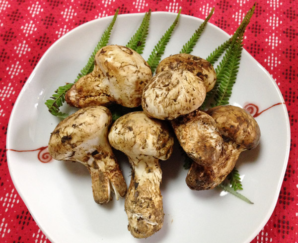 Matsutake Pine Mushroom, Pancetta & Yuzu Pasta Carbonara