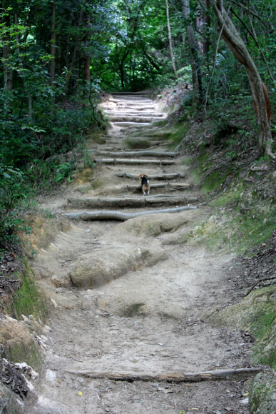 Hiking in Kyoto: Daimonji Yama (Mt. Daimonji) Hiking in Kyoto: Daimonji Yama (Mt. Daimonji)