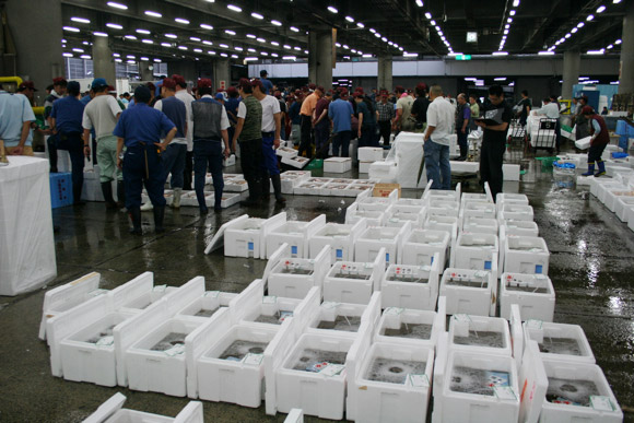 Alternative to Tokyo Tsukiji Market: Kyoto Wholesale Food Market 京都中央卸市場 Alternative to Tokyo Tsukiji Market: Kyoto Wholesale Food Market 京都中央卸市場