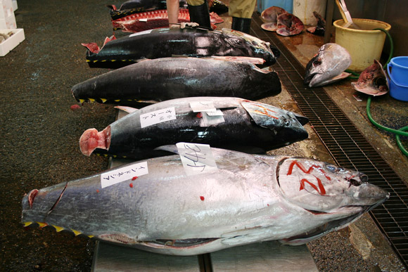 Alternative to Tokyo Tsukiji Market: Kyoto Wholesale Food Market 京都中央卸市場 Alternative to Tokyo Tsukiji Market: Kyoto Wholesale Food Market 京都中央卸市場