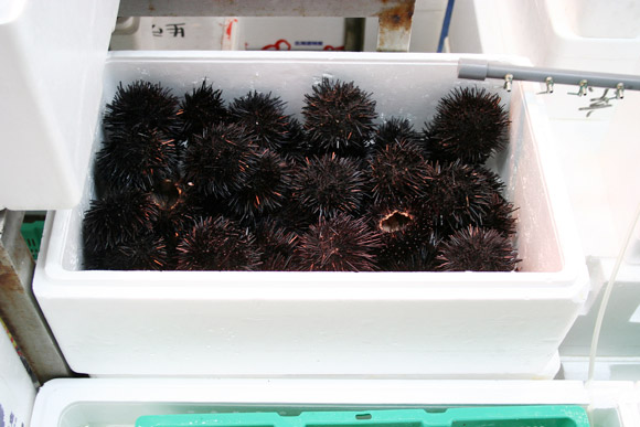 Alternative to Tokyo Tsukiji Market: Kyoto Wholesale Food Market 京都中央卸市場 Alternative to Tokyo Tsukiji Market: Kyoto Wholesale Food Market 京都中央卸市場