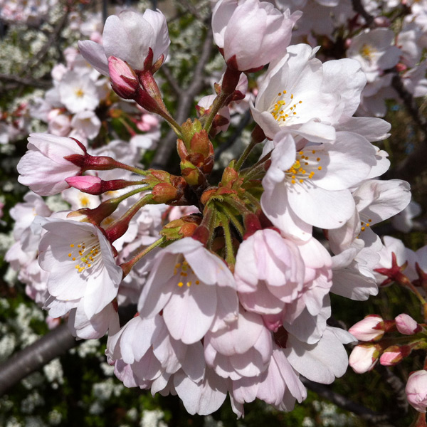 Kyoto Kamo River Hanami Picnic - 2012 京都鴨川お花見ピクニック