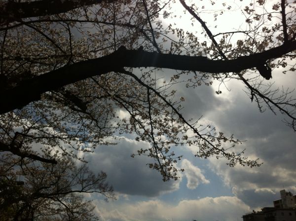 Kyoto Kamo River Hanami Picnic - 2012 京都鴨川お花見ピクニック