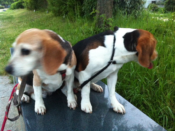 Kyoto Kamo Riverside Walk Late Spring Flowers and Beagles
