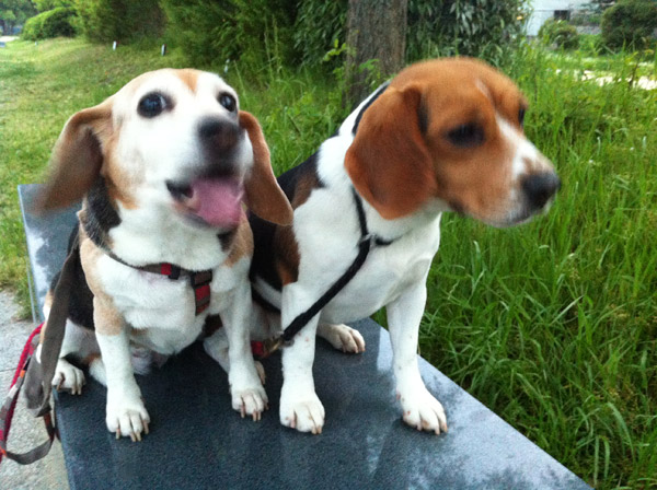 Kyoto Kamo Riverside Walk Late Spring Flowers and Beagles