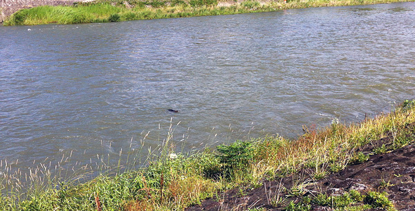 Kamo River Nutria 'Shooting the Rapids'