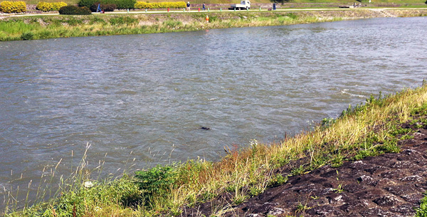 Kamo River Nutria 'Shooting the Rapids'