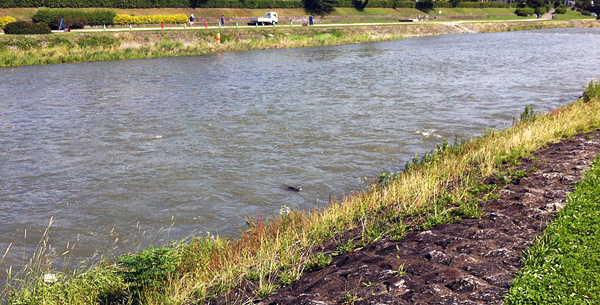 Kamo River Nutria 'Shooting the Rapids'