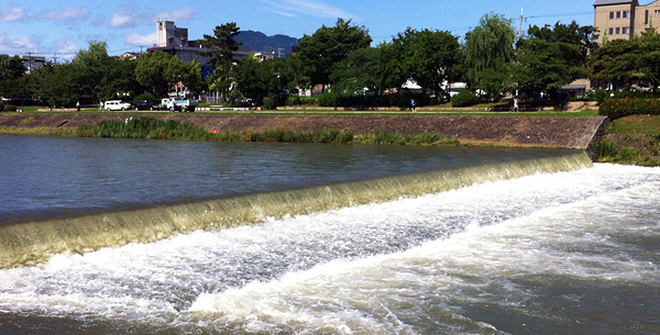 Kamo River Nutria 'Shooting the Rapids'
