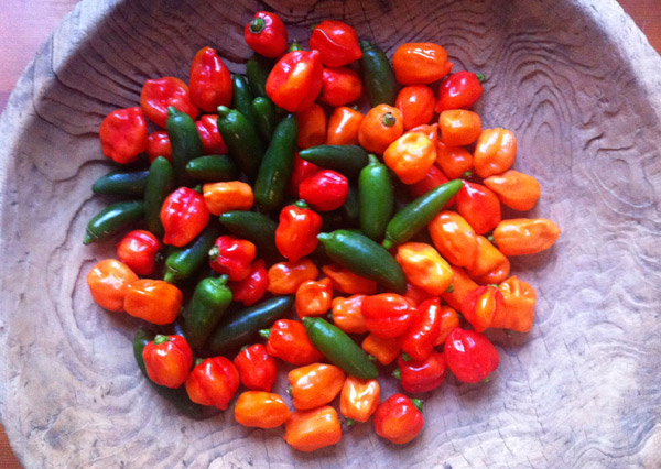 Kyoto Shino Farms Habanero and Jalapeno Peppers