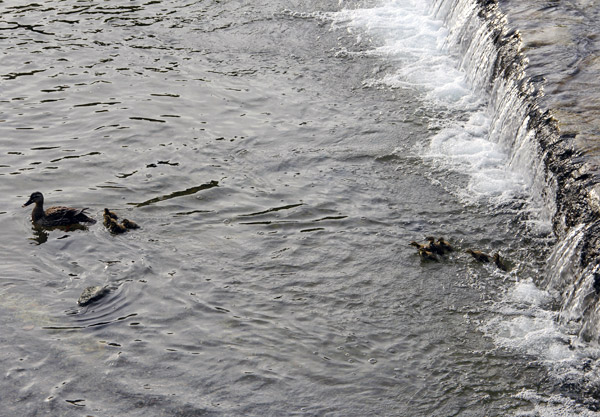 Kyoto Kamo River Freshly Hatched Ducklings May 2014