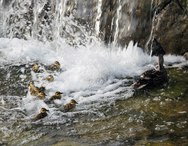 Kyoto Kamo River Freshly Hatched Ducklings May 2014