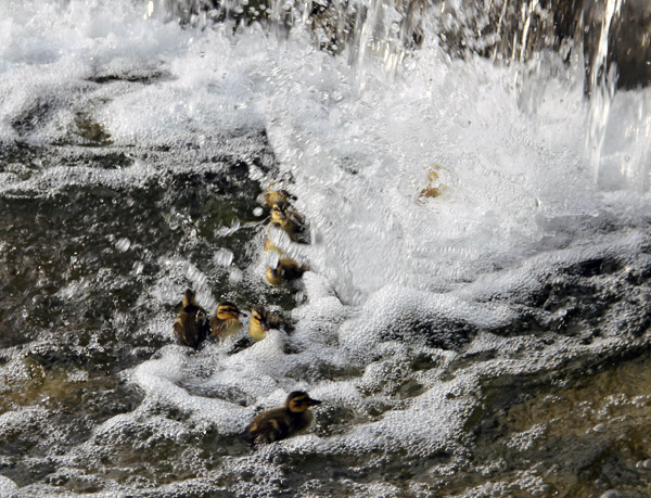 Kyoto Kamo River Freshly Hatched Ducklings May 2014