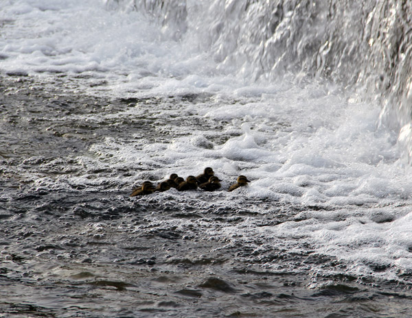 Kyoto Kamo River Freshly Hatched Ducklings May 2014