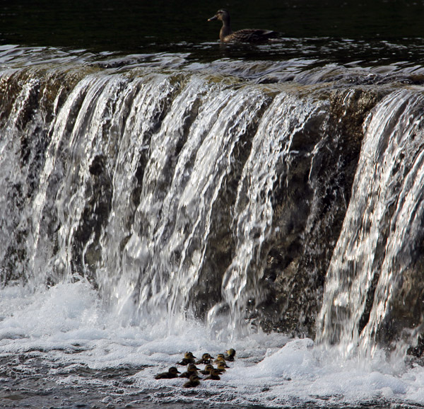Kyoto Kamo River Freshly Hatched Ducklings May 2014