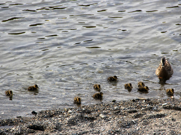Kyoto Kamo River Freshly Hatched Ducklings May 2014