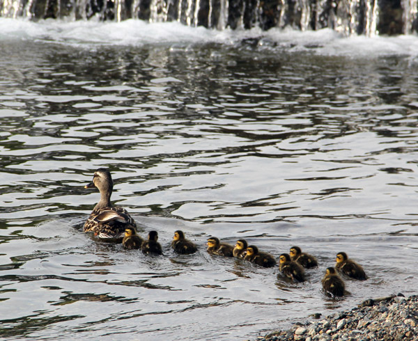 Kyoto Kamo River Freshly Hatched Ducklings May 2014