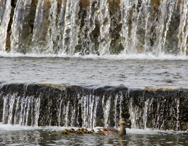 Kyoto Kamo River Freshly Hatched Ducklings May 2014