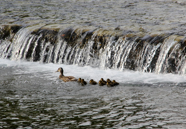 Kyoto Kamo River Freshly Hatched Ducklings May 2014