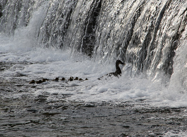 Kyoto Kamo River Freshly Hatched Ducklings May 2014