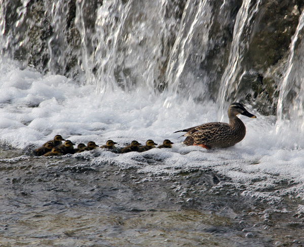 Kyoto Kamo River Freshly Hatched Ducklings May 2014