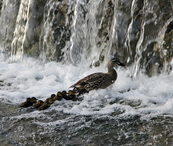 Kyoto Kamo River Freshly Hatched Ducklings May 2014