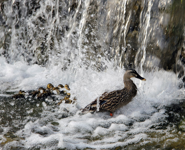 Kyoto Kamo River Freshly Hatched Ducklings May 2014
