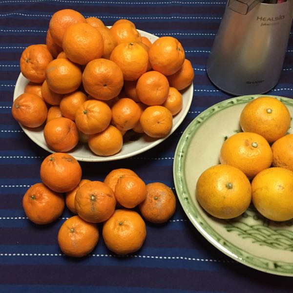 Juicing Japanese Citrus Ponkan and Dekopon