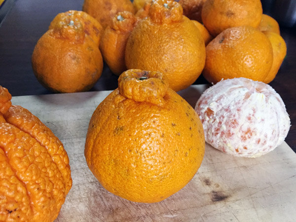 Juicing Japanese Citrus Ponkan and Dekopon