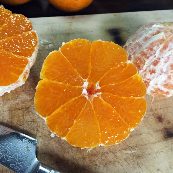 Juicing Japanese Citrus Ponkan and Dekopon